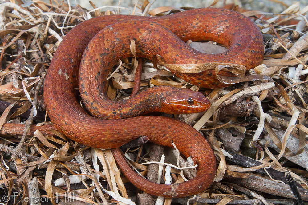 Mangrove Salt Marsh Watersnake (Nerodia clarkii compressic… Flickr