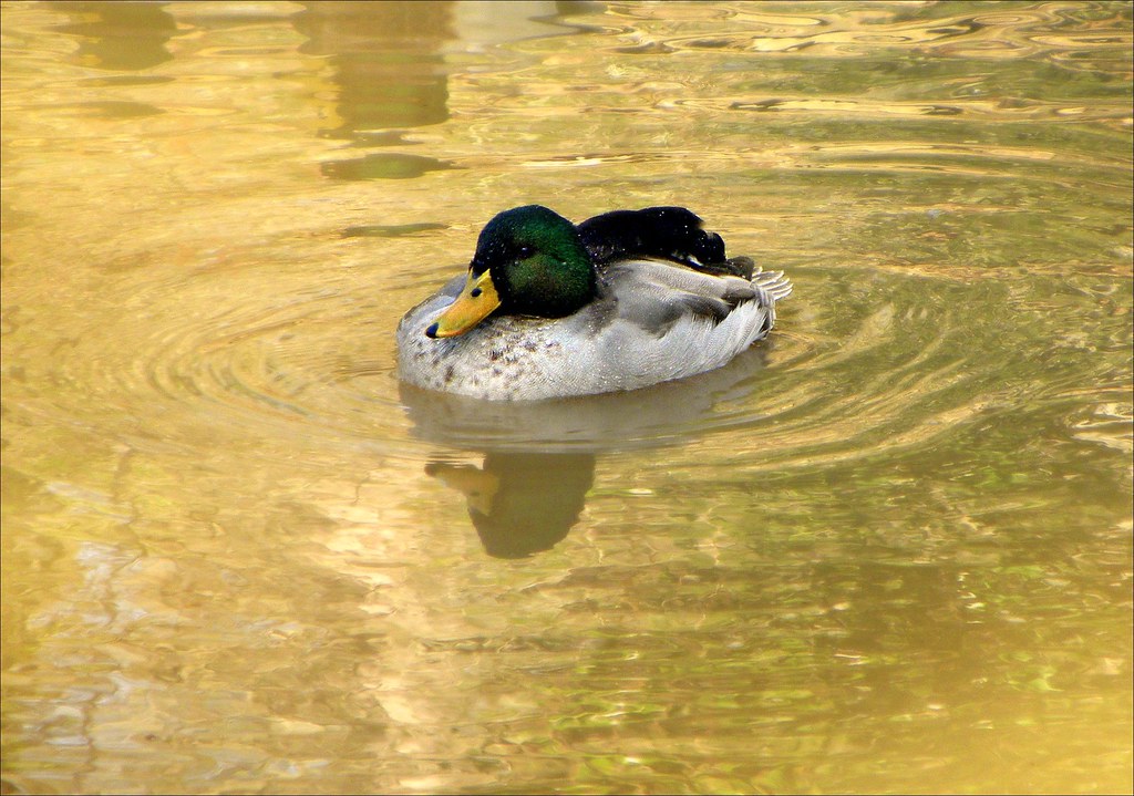 A Clean Duck is a Sassy Duck! At Dauset Trails Nature Cent??? Flickr