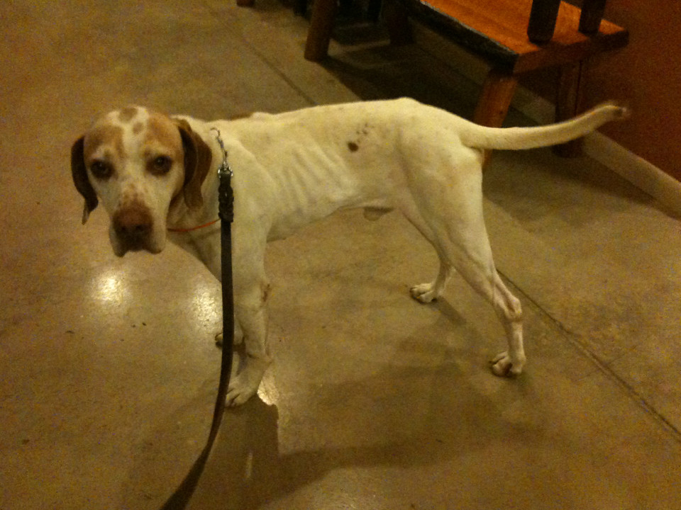 Victor the handsome! Arizona Bird Dog Rescue Flickr