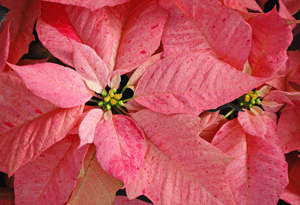 Pink poinsettias Pink christmas poinsettia flowers Perl Photography