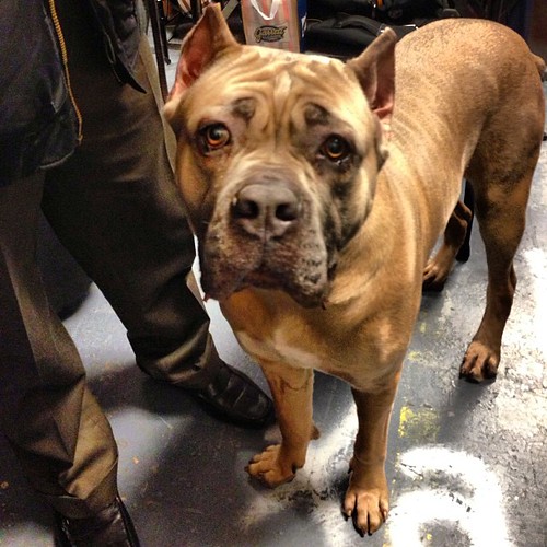 cane corso. beatiful dog! westminster flickrsummer Flickr