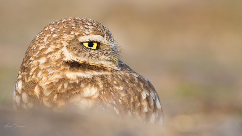 Burrowing Owl at Sunset Wild Burrowing Owl; Northern Utah … Flickr