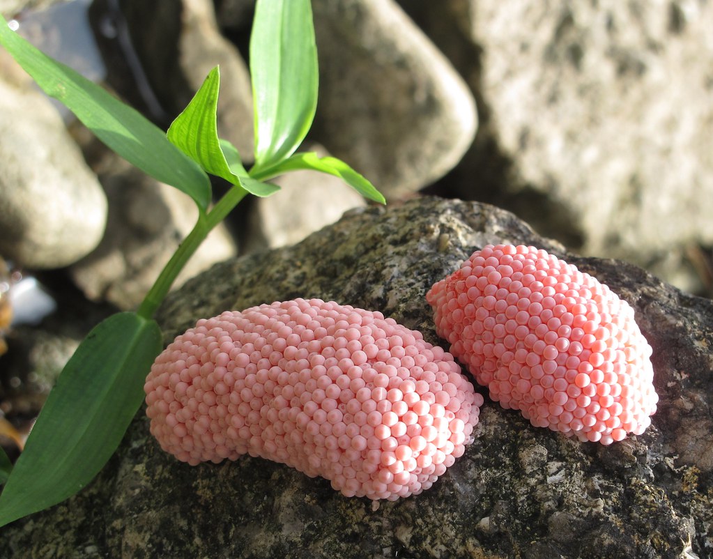 pink eggs Rachael Lim Flickr