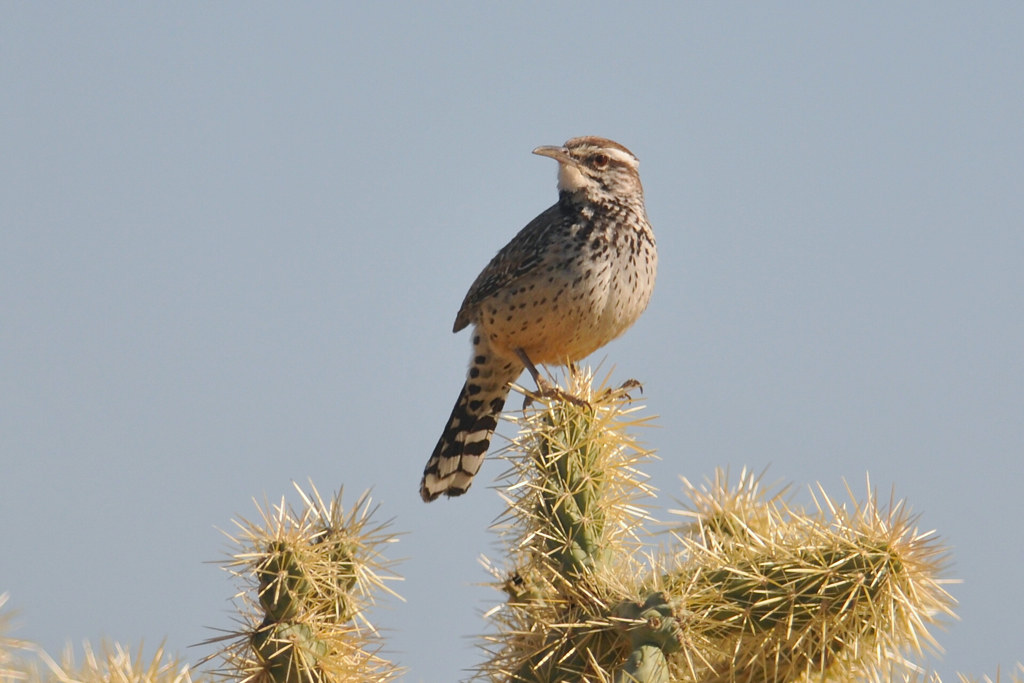 Cactus Wren Phoenix Arizona 2/13 Chuck Jensen Flickr