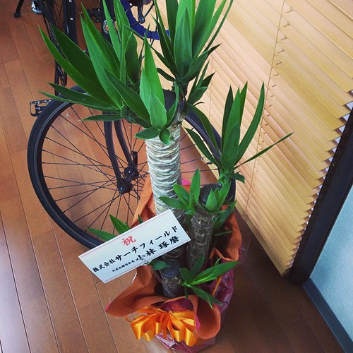 サーチフィールドの小林社長から観葉植物いただきましたー！ありがたやー Shoji Miyata Flickr