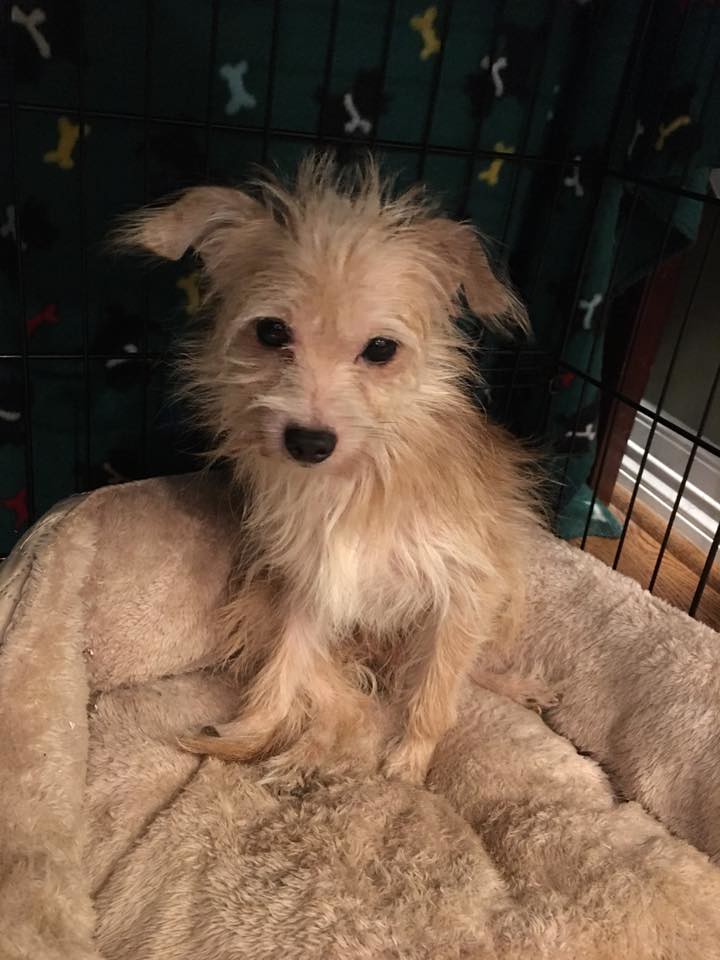 14 Almost Home Pet Rescue Samantha Zimmer Flickr