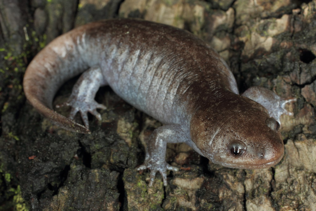 Mole Salamander Ambystoma talpoideum, South Carolina. This… Flickr