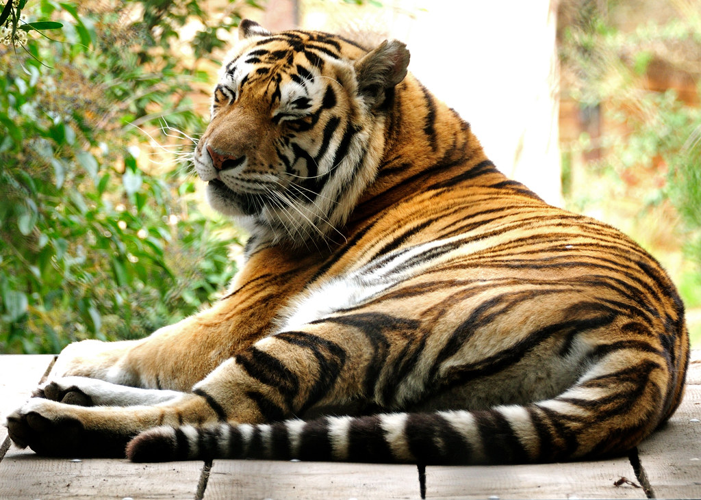 Tiger 11 Essence Photographer Flickr