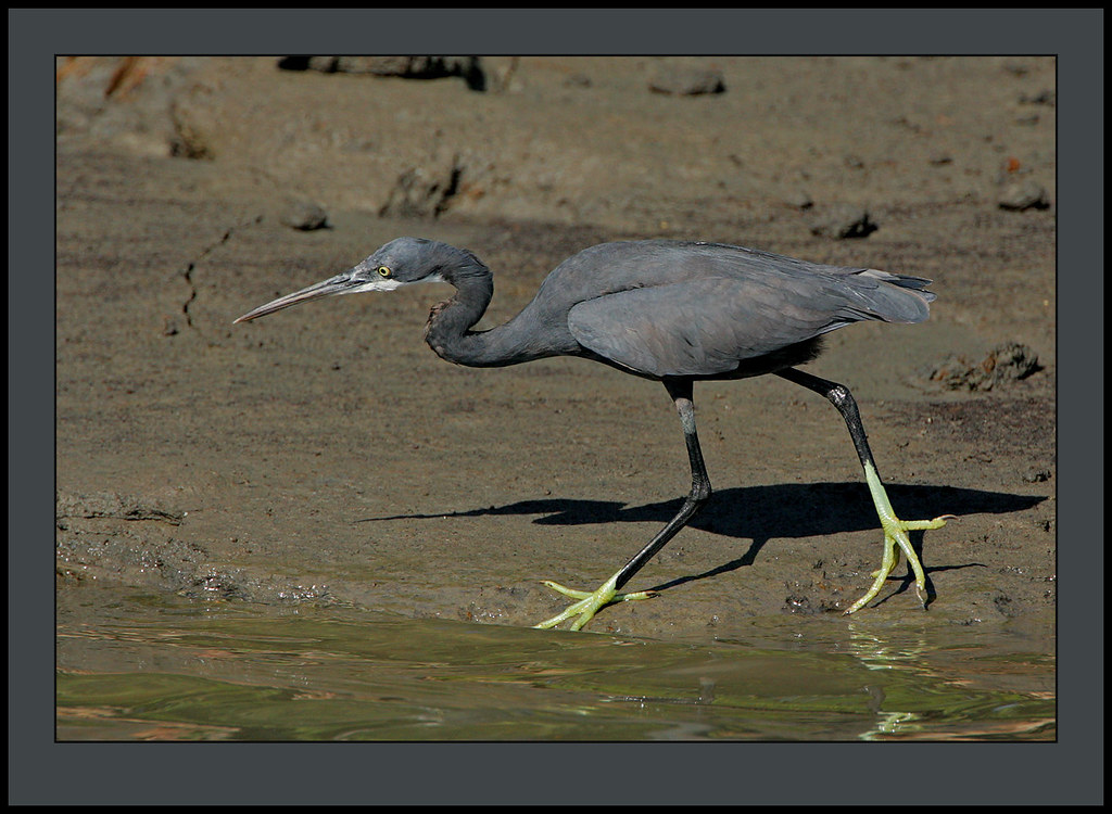 Western Reef Heron A bird hunting at the edge of the Mandi… Flickr