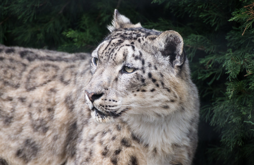 Los Angeles Zoo 20136547 Snow leopard at the LA Zoo Flickr