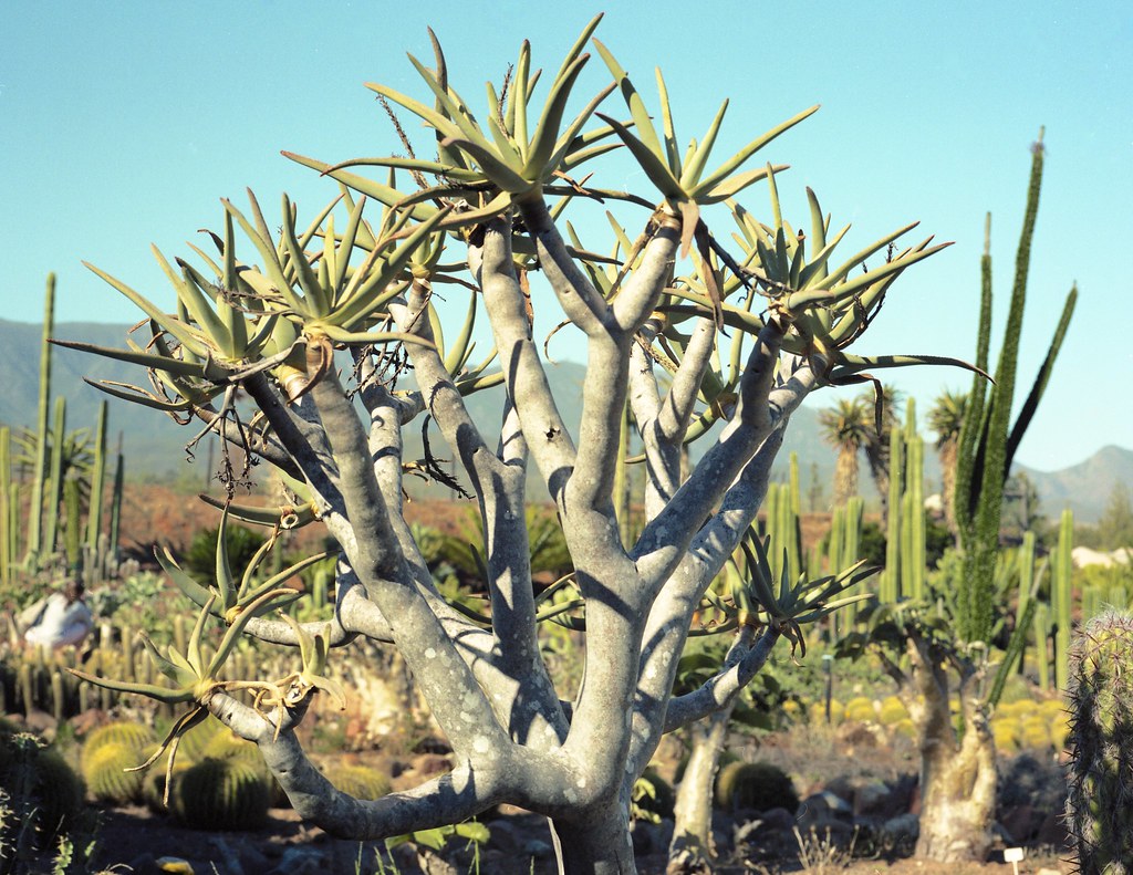 Cactus, South Africa a photo on Flickriver