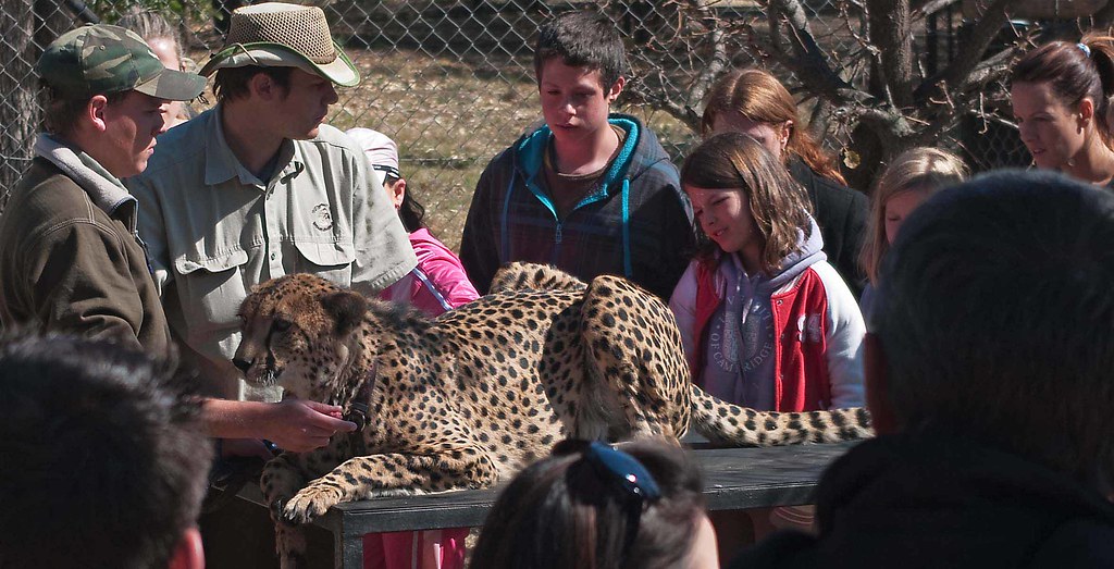 IMGP4448cheetah mohololo rehab chris waddington Flickr