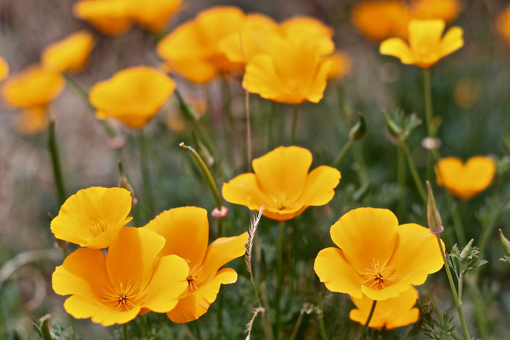 Golden Poppies II Wild Golden Poppies Flagstaff, AZ Amy Louise Flickr