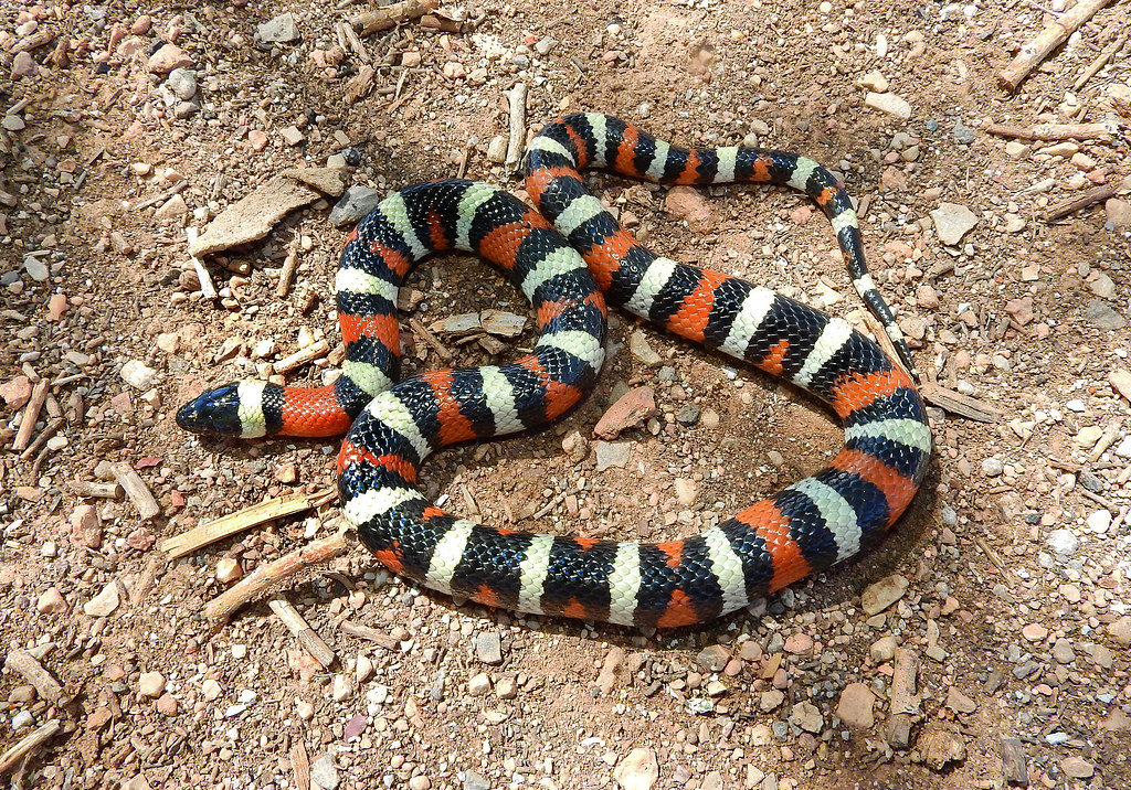 AZ Milk Snake (New Mexico Milk SnakeL. t. celaenops) Flickr