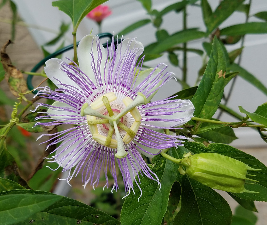 passion flower in my garden This must be our most exoticl… Flickr