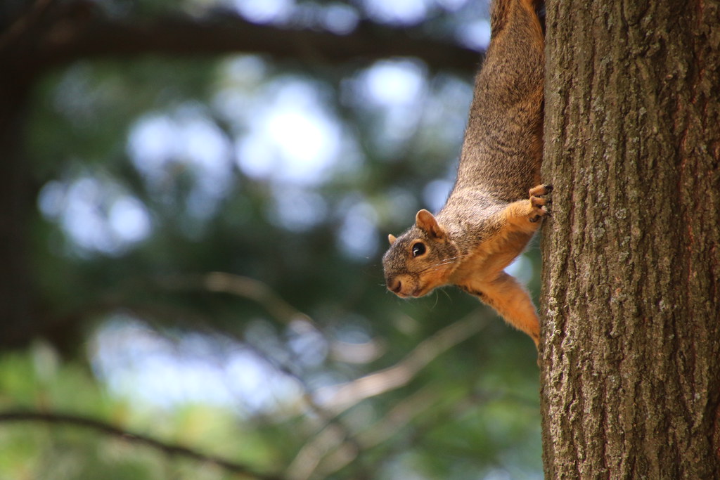 Squirrels on Summer Days in Ann Arbor at the University of… Flickr
