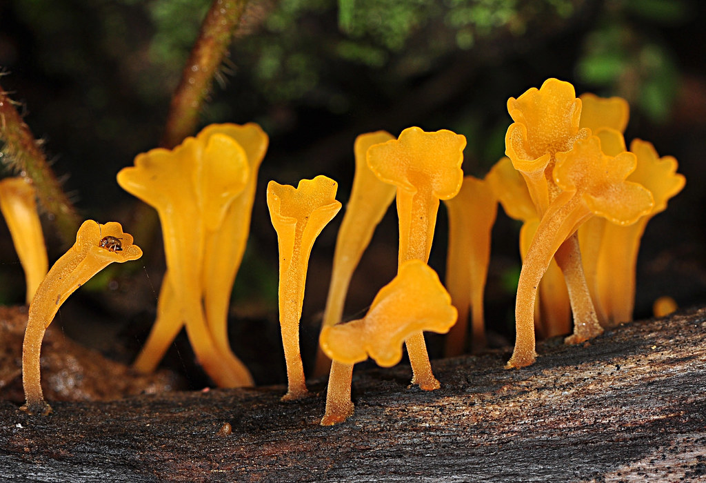 Beautiful yellow fungi Dacryopinax spathularia ? N Sulawes… Flickr