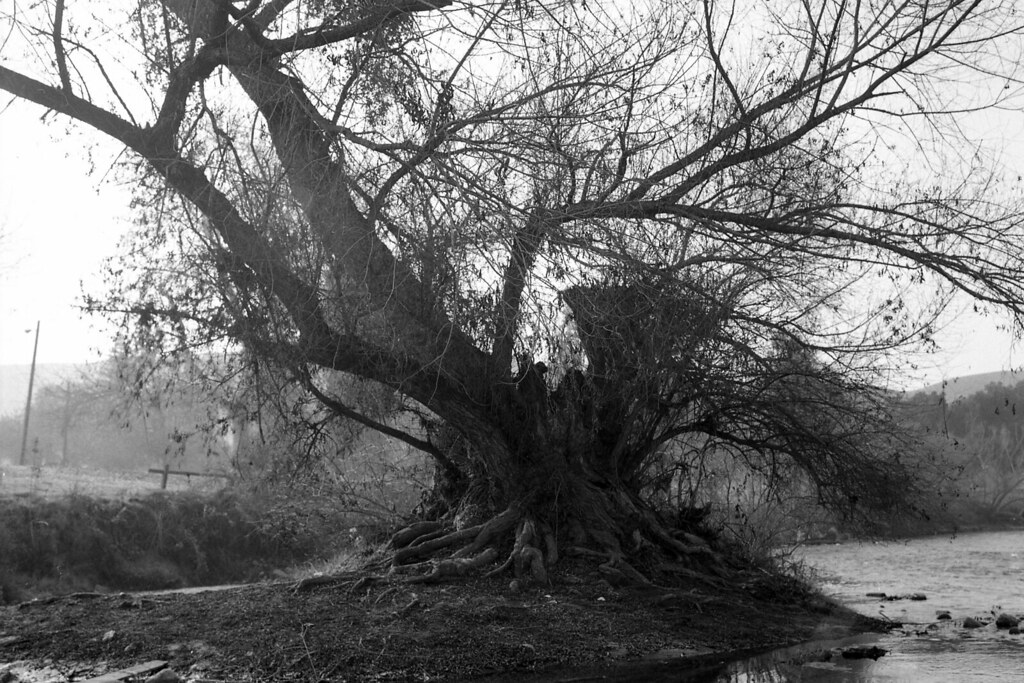 B&W_011 A tree down by the river with Iford50 K.C. Flickr