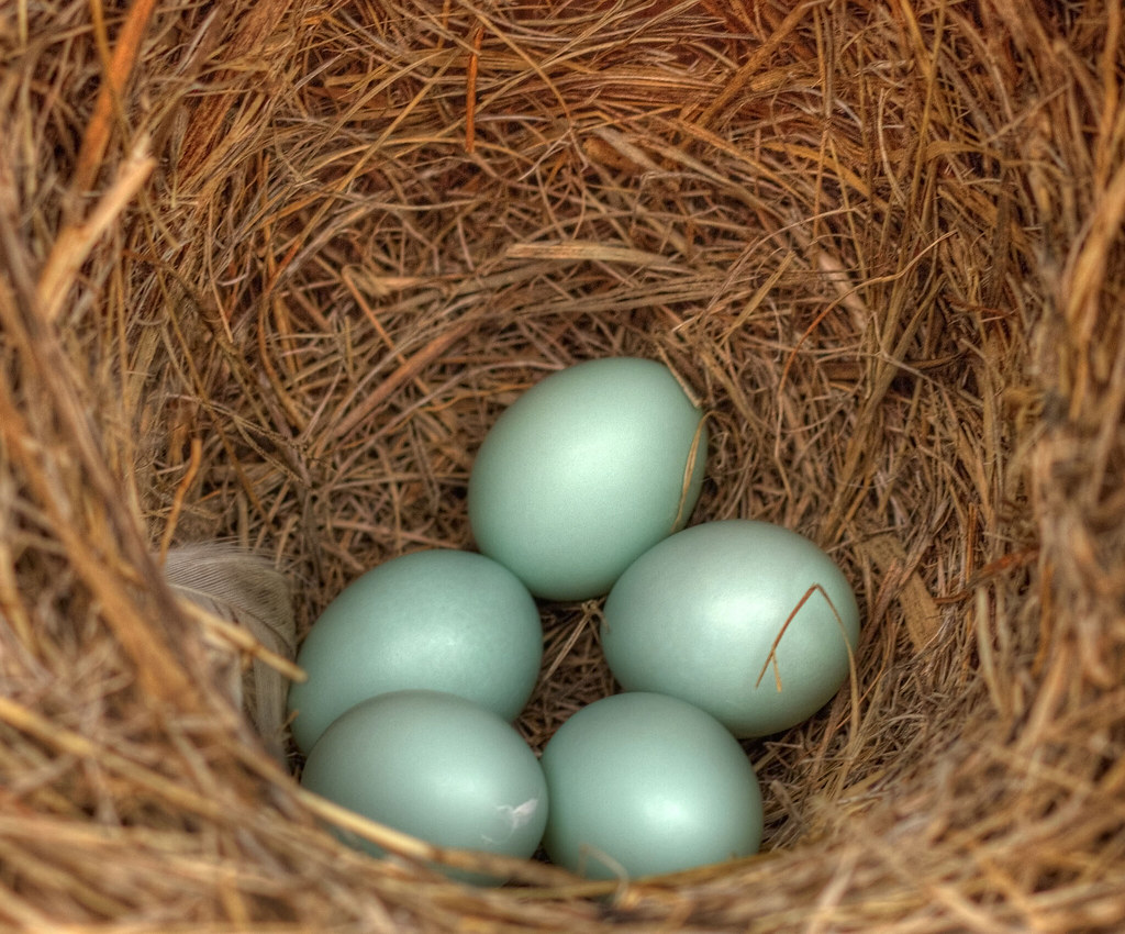 Bluebird eggs My backyard bluebirds now have 5 powder blue… Flickr