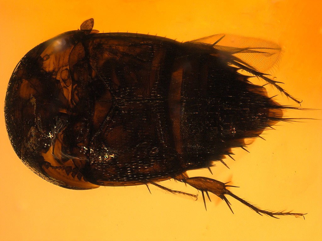 Dominican amber (2030 MYO) rare Horseshoe crab beetle (… Flickr