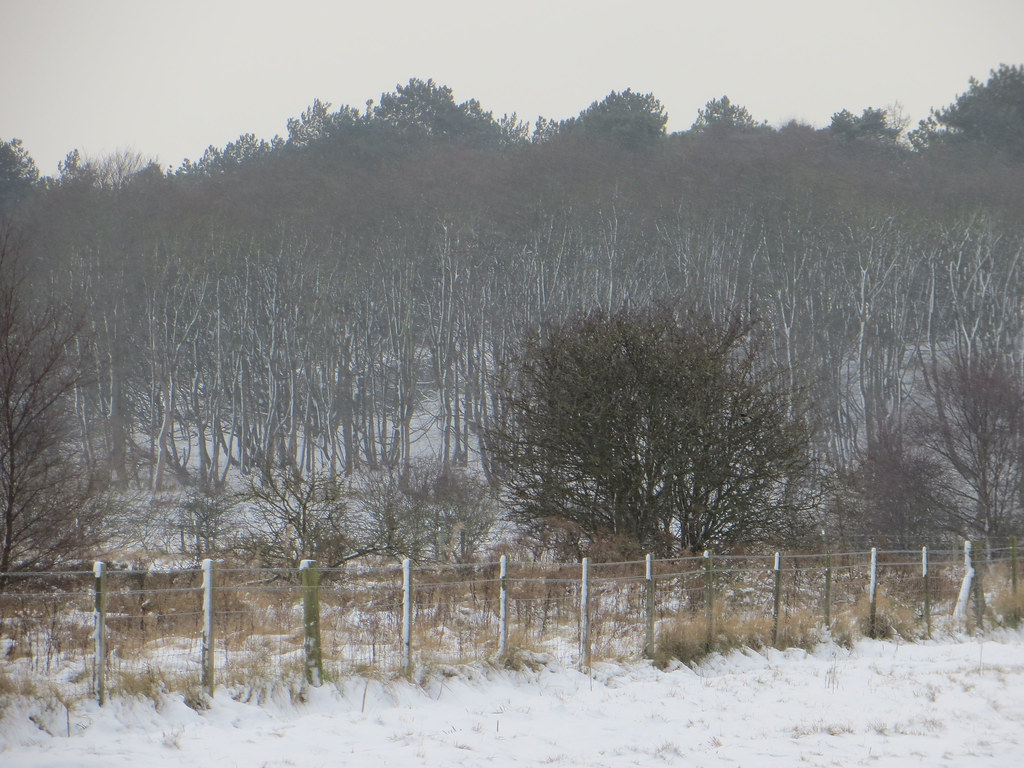 Larkhill Lane 2013 01 18 In The Snow 11 Tony Formby & Southport Past