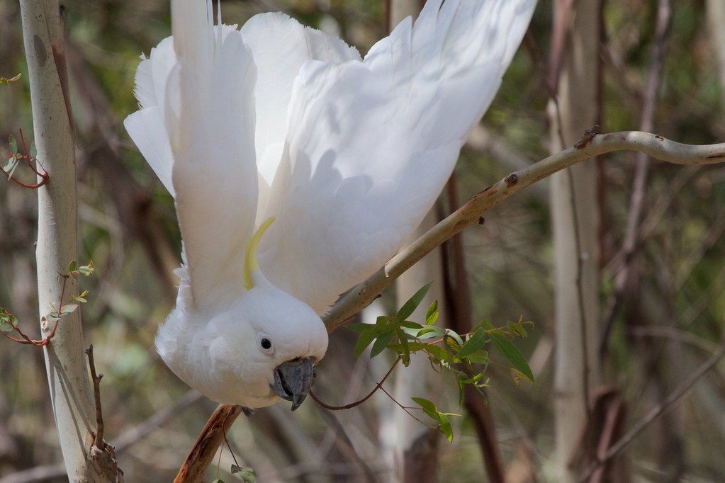 Swoop Sulphurcrested Cockatoo, Tidbinbilla Nature Reserve… Flickr