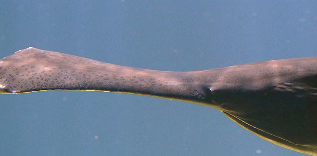 Mississippi Paddlefish* TAXONOMY ClassActinopterygii (ray… Flickr