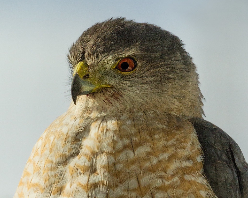 Backyard Surprise This Cooper's Hawk has been hanging arou… Flickr