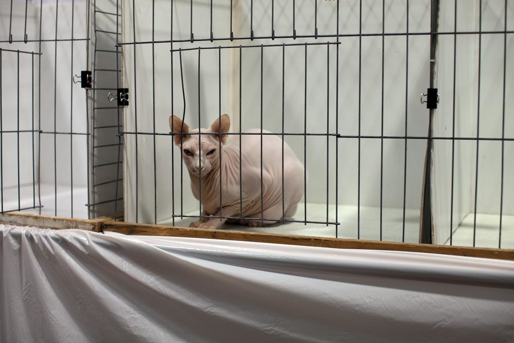 37th Annual Saintly City Cat Club Annual Championship Cat … Flickr