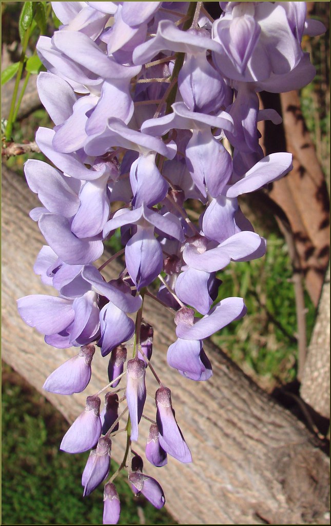 Flowers, Parkwood & Olive, Redlands 12413f (1 in a multi… Flickr