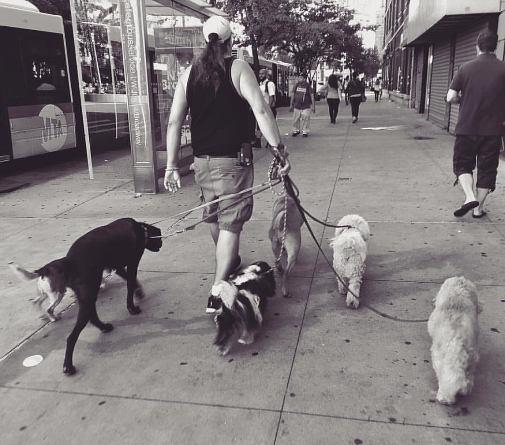 Dog walker, Broadway, Upper West Side Iain Mavro Coggins Flickr