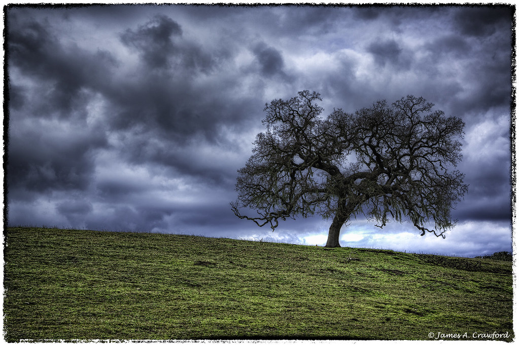 Huasna Valley Oak Please view Large on Black. Lone Oak Tre… Flickr