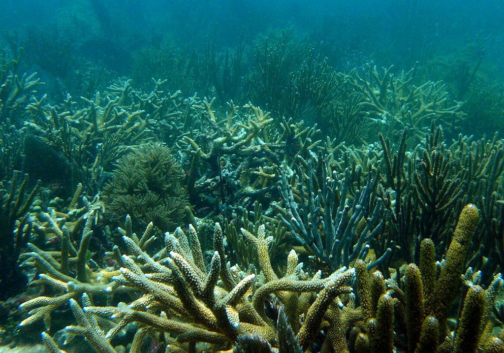 Looking ahead healthy coral reefs With this project, FWC … Flickr