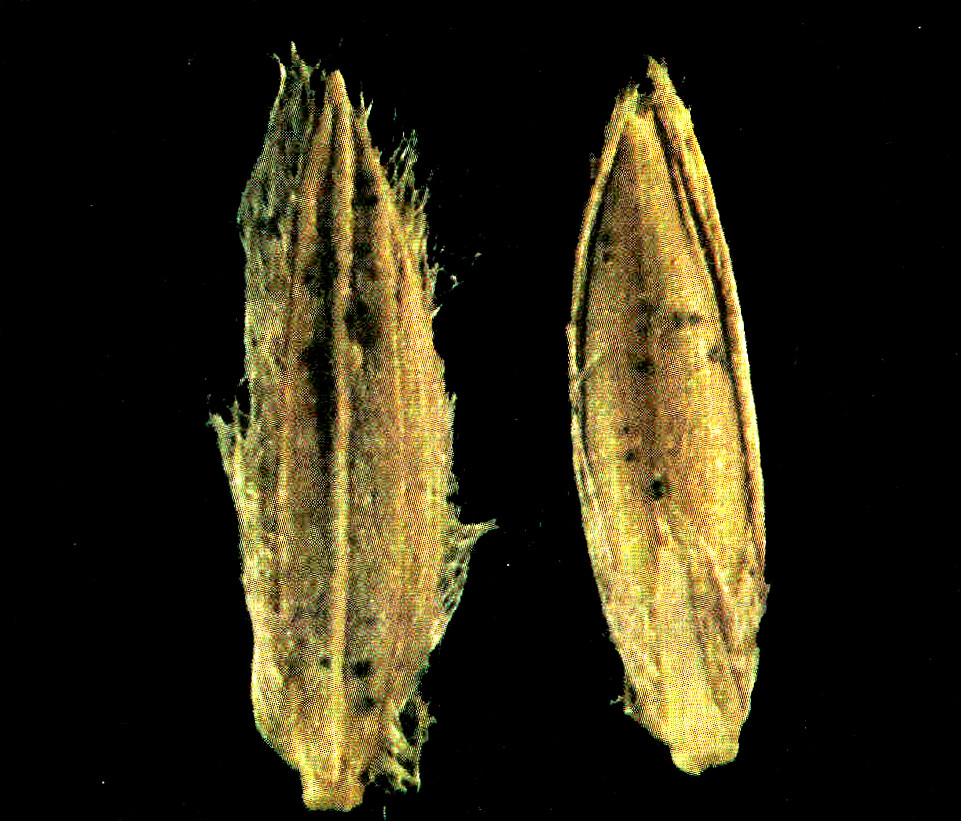 Upland Rice Weeds of South and Southeast Asia_p75a Flickr