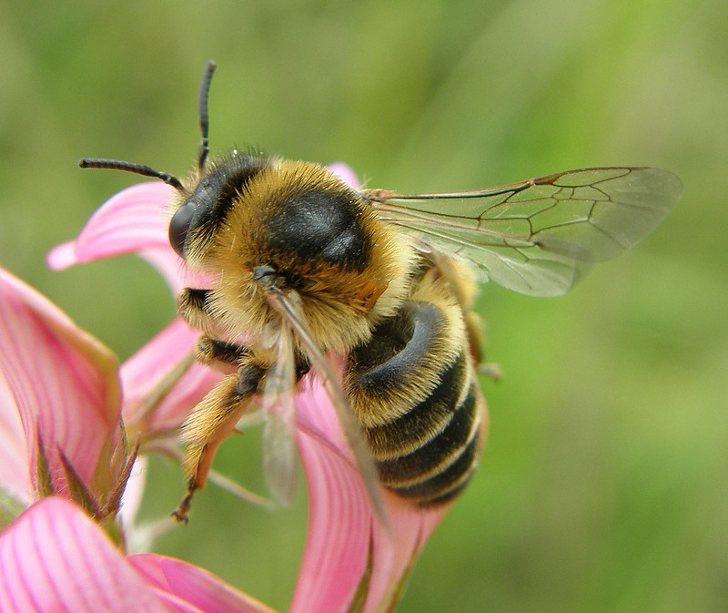 Melitta dimidiata (Sainfoin Bee) Flickr