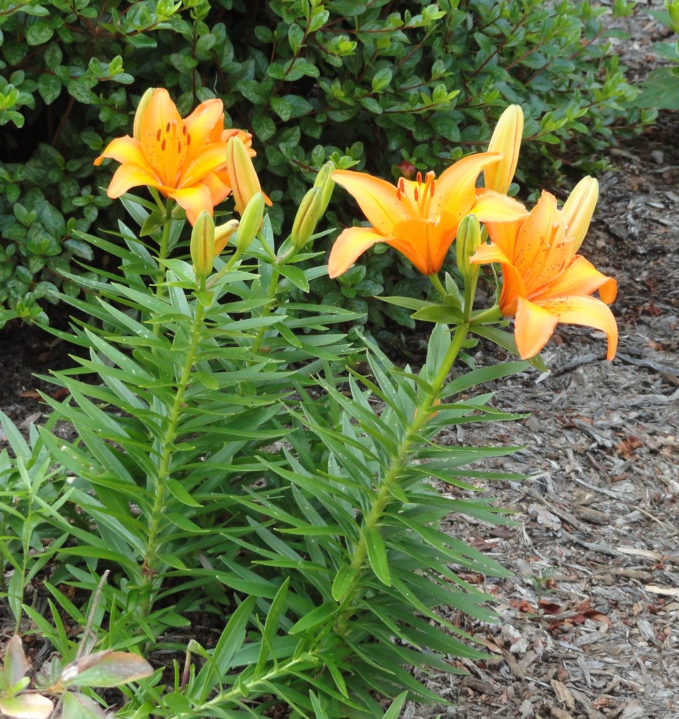 Asiatic Lily 2 20110529 Asiatic Lilies in Mom's front fl… Flickr