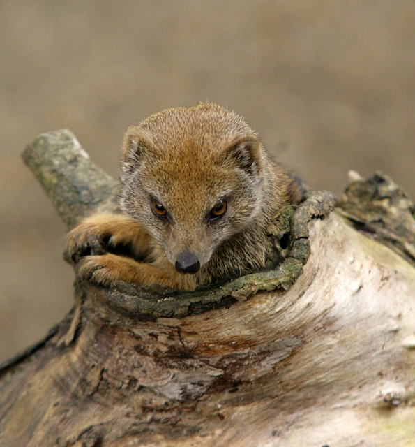 Flickriver Photoset 'desert animals' by Adam Swaine