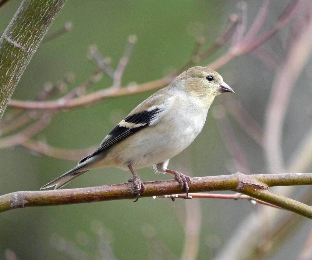 goldfinch American goldfinch (Carduelis tristis) Kristi Flickr