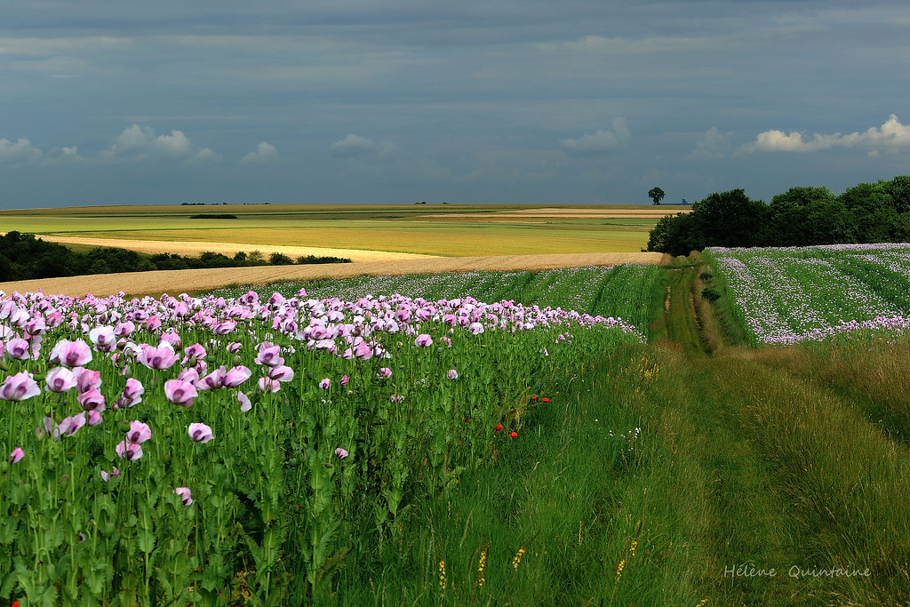 La Beauce en juin Un petit retour en été pour cette journé… Flickr