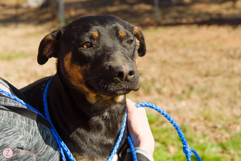 Available at the Gordon County Animal Shelter. 706.629.332… Flickr