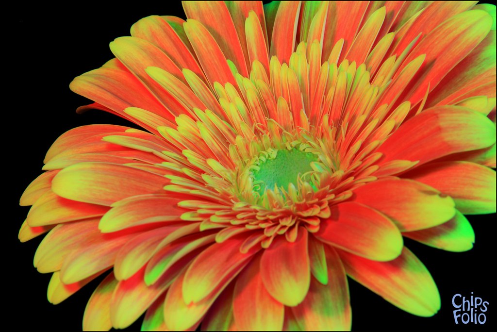 Gerbera Daisy Outside it's bitter cold and snowy. Inside, … Flickr