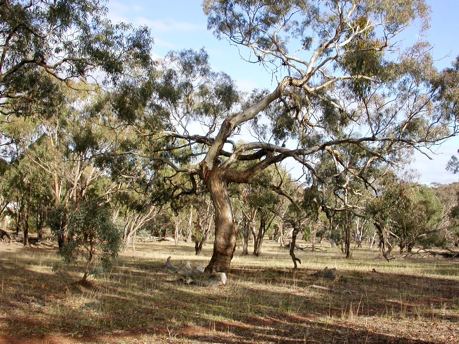 Yellow box Red gum Grassy Woodland at Paddock 6 DSCN5127 Flickr
