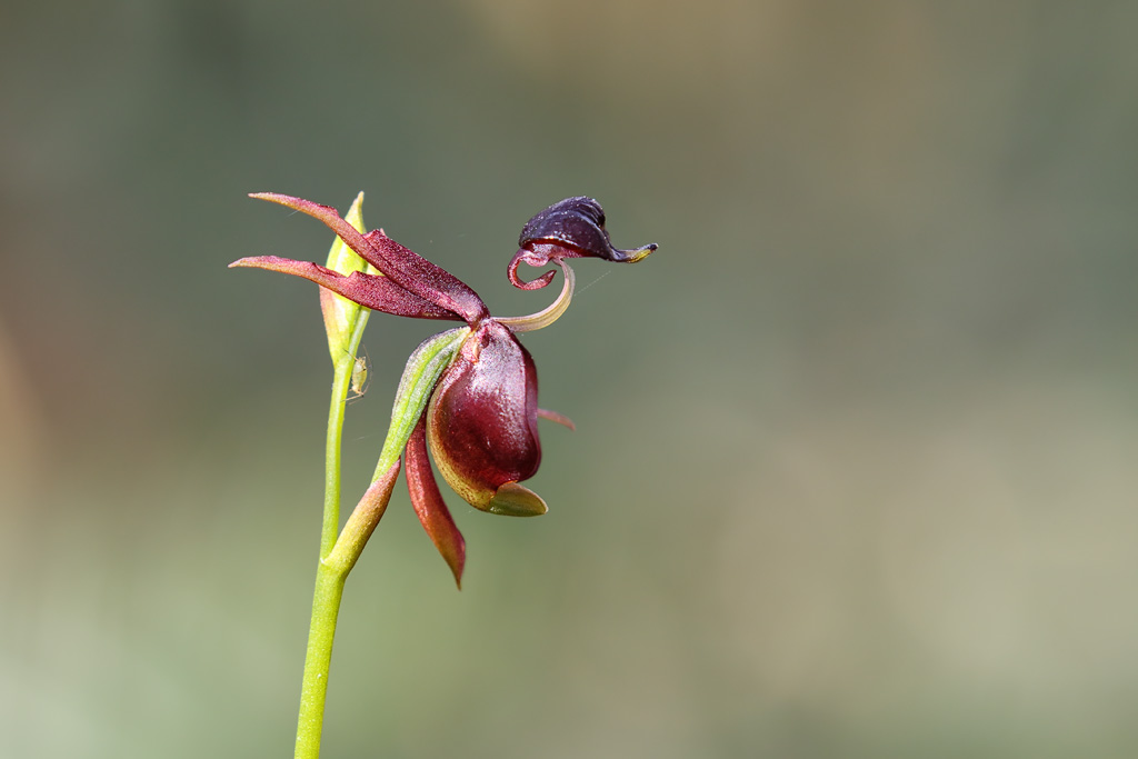 Flying Duck Orchid Flying Duck Orchid at Mandeni Resort, n… Flickr