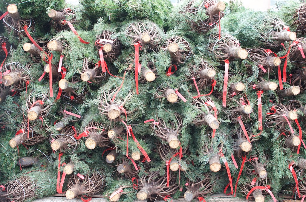 A pile of Christmas trees for sale Jon Sullivan Flickr