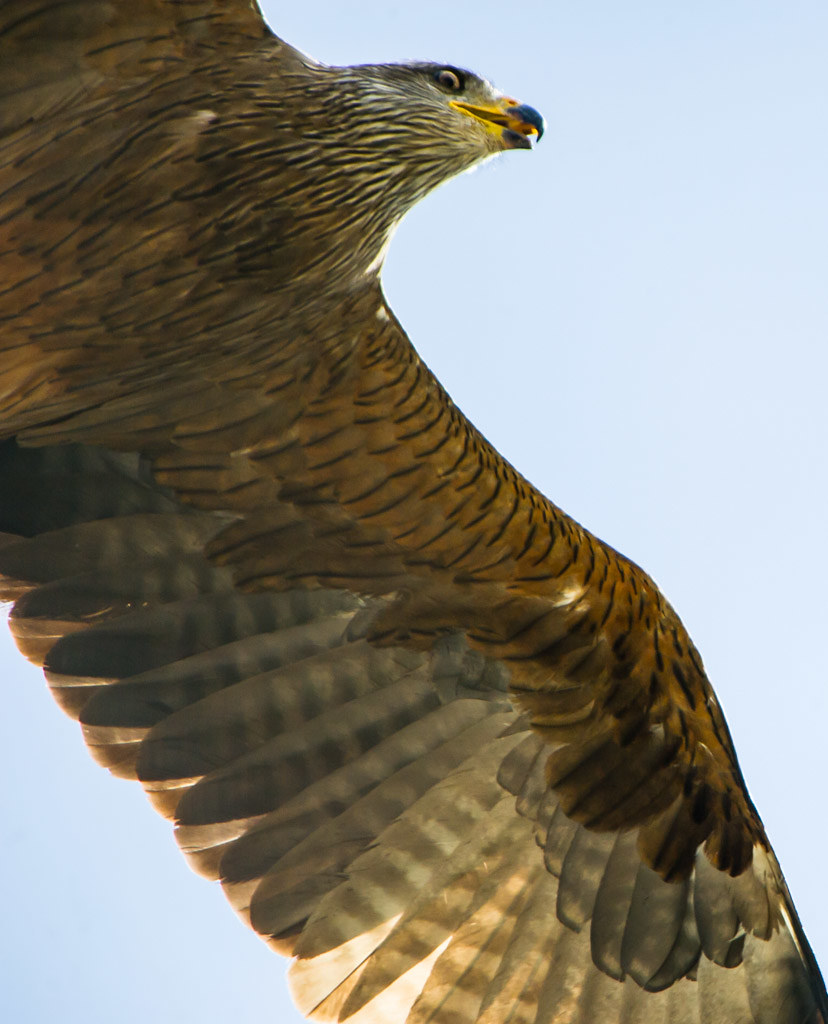 Black Kite Gibraltar © DM Parody 2013 David Parody Flickr