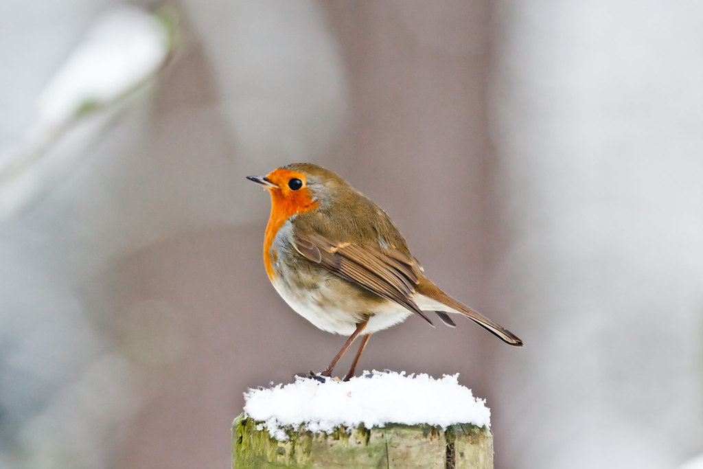 Robin Red Breast in the snow Here's a shot I've been hopin… Flickr
