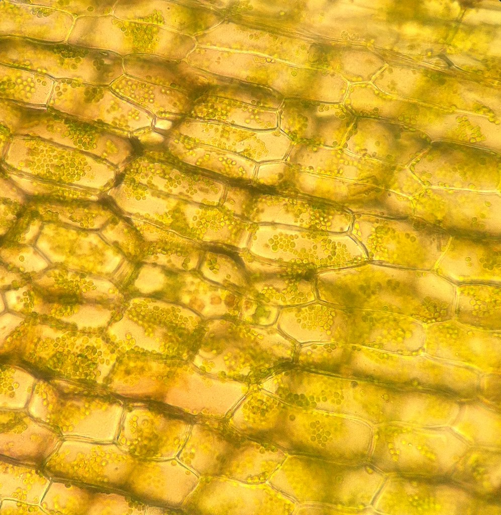 Plant cells Photo taken through a light microscope with my… Flickr