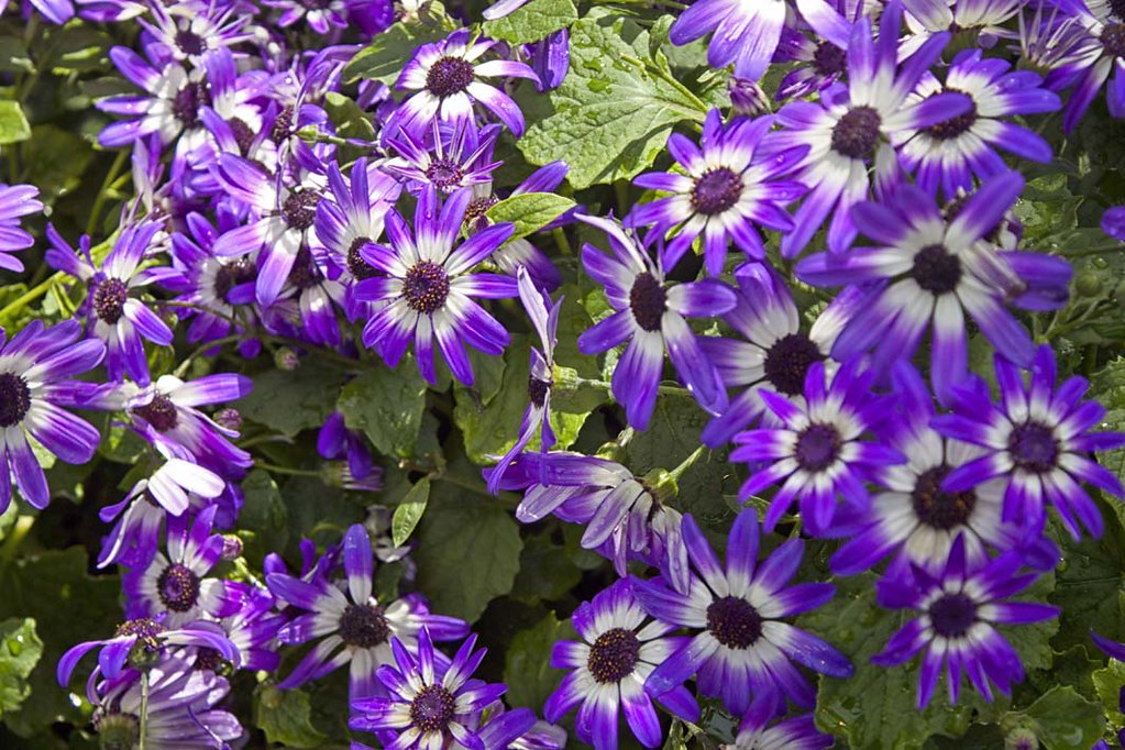 purple white flowers Anne Davis 773 Flickr