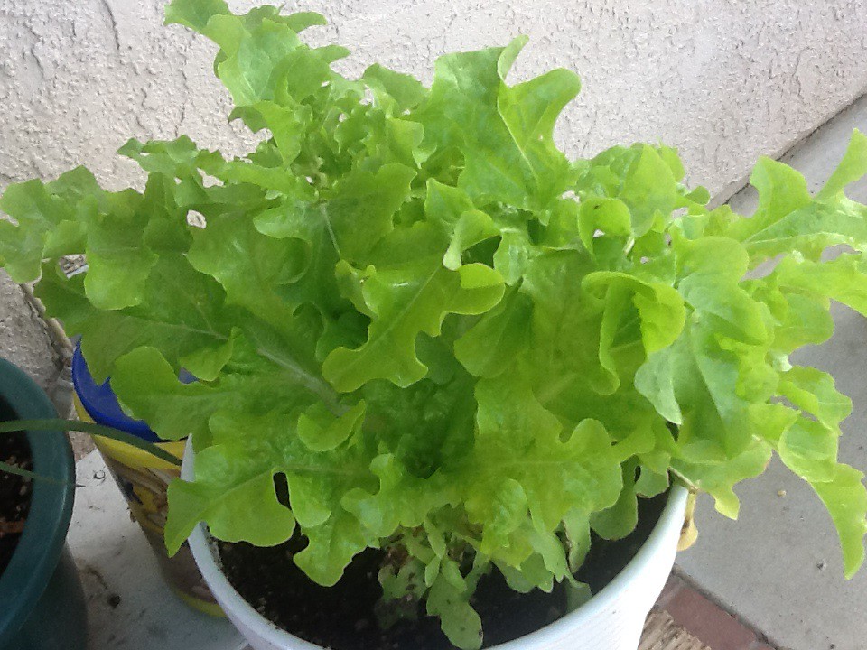 9 Best Lettuce Varieties for Hydroponics Bountiful Gardener