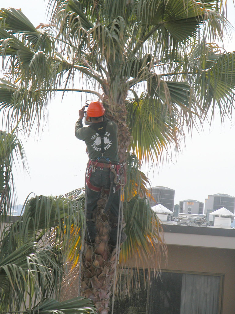 Palm tree trimmers in Cali March 2013 Flickr
